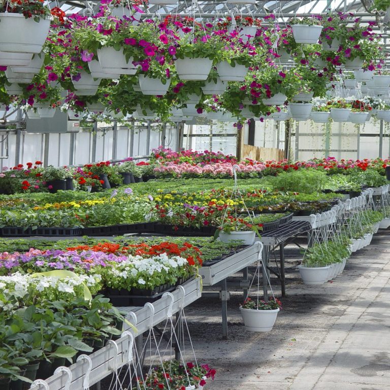 Blühende Pflanzen und Blumen in einem Gewächshaus mit vielen Töpfen und Regalen.