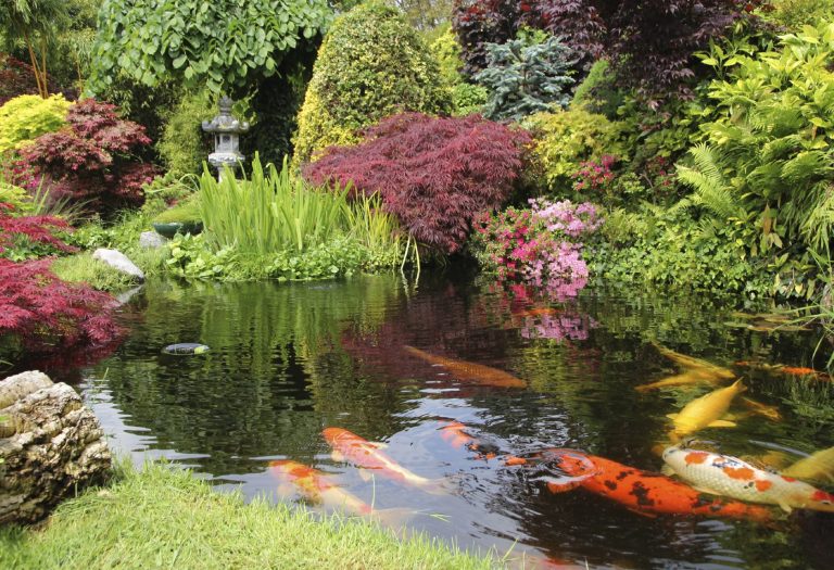 Ein ruhiger Gartenteich mit bunten Koi-Fischen und üppiger, blühender Vegetation.