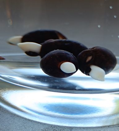 Drei schwarze Bohnen mit weißen Spitzen in einem Glasbehälter.