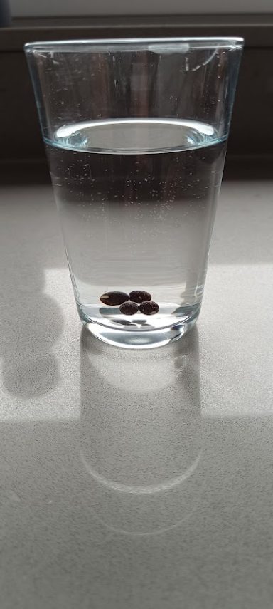 Ein Glas Wasser mit drei kleinen schwarzen Objekten am Boden.