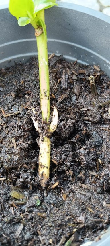 Ein grüner Pflanzenstängel wächst aus dunkler Erde in einem Blumentopf.