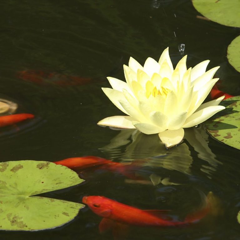 Gelbe Seerose blüht über dem Wasser, umgeben von roten Fischen und grünen Seerosenblättern.