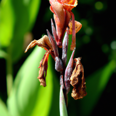 Blühende Canna-Pflanze mit orangefarbenen Blüten und grünen Blättern im Hintergrund.