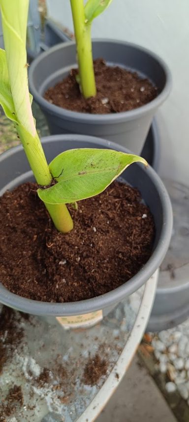 Topf mit Pflanzenstängeln und Erde, sichtbar in zwei grauen Töpfen.