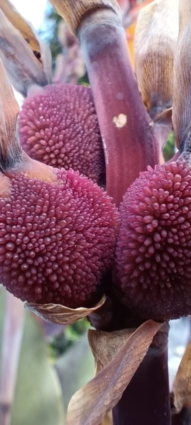 Rote, stachelige Früchte wachsen an einer Pflanze, umgeben von grünen Blättern.