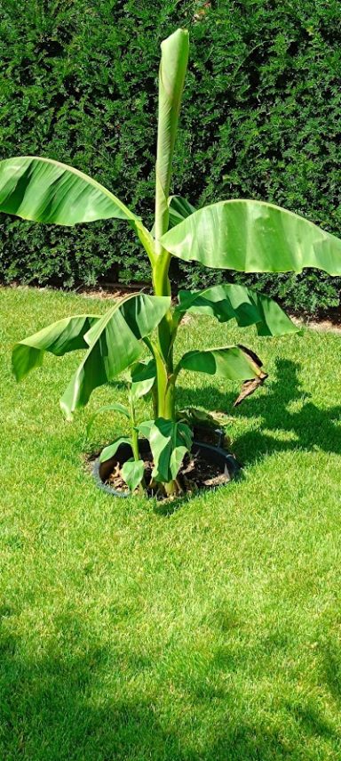 Eine junge Bananenstaude mit großen grünen Blättern im Garten.