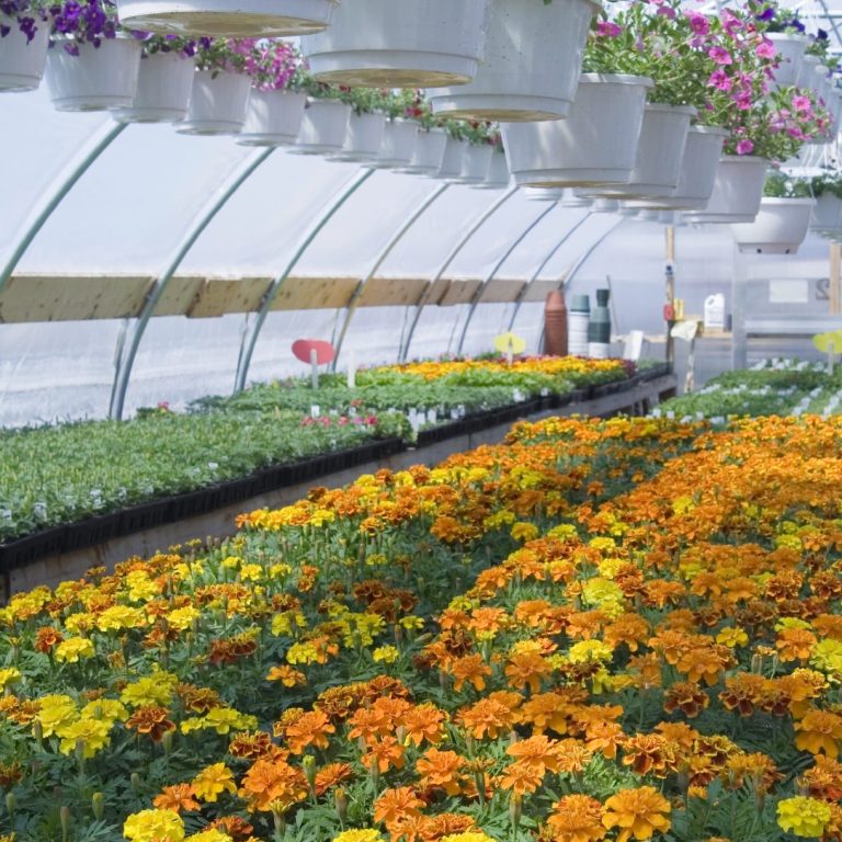 Bunter Gewächshaus mit blühenden Blumen und hängenden Pflanzenkübeln.